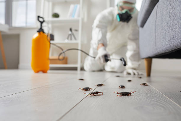 Commercial Rodent Management in Bellmead
